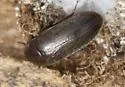 Dermestes nidum - photo 4
