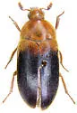 Dermestes pulcher - photo 3