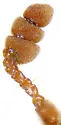 Dermestes pulcher - photo 4