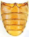 Dermestes pulcher - photo 5