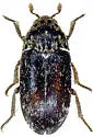 Dermestes rattus - Dermestes rattus