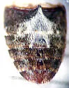 Dermestes rattus - photo 3