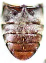 Dermestes reductus - photo 2
