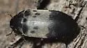 Dermestes reductus - photo 4