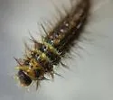 Dermestes sardous