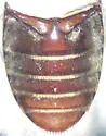 Dermestes signatus - photo 2