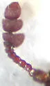 Dermestes signatus - photo 3