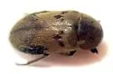 Dermestes signatus - photo 5