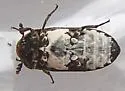 Hide and Tallow Dermestid - photo 4