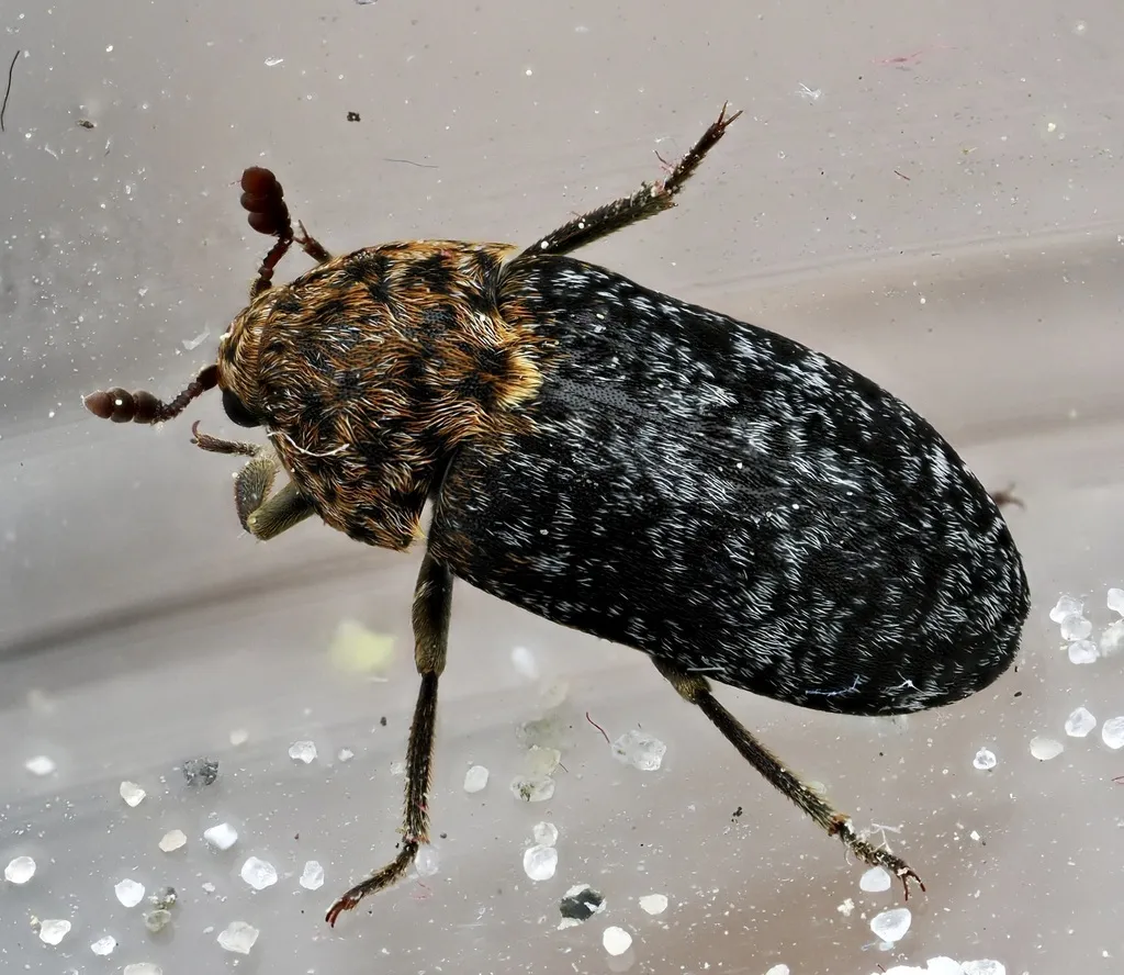 Dermestes undulatus - photo 2