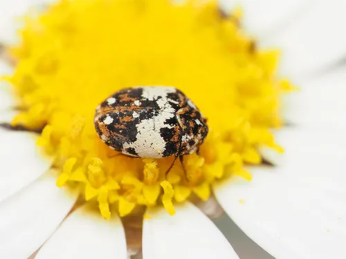 Carpet Beetles - photo 3