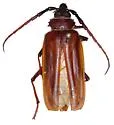 Bahiagrass borer