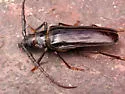 Palo Verde Root Borer