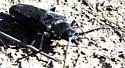 Palo Verde Root Borer - photo 2