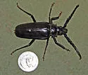 Palo Verde Root Borer - photo 3