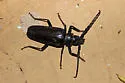 Palo Verde Root Borer - photo 4