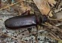 Thomas's Oak Borer - photo 4