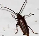 Thomas's Oak Borer - photo 5