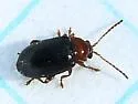 Derocrepis erythropus - Derocrepis erythropus
