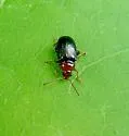 Derocrepis erythropus - photo 2