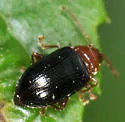 Derocrepis erythropus - photo 4
