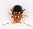 Derocrepis erythropus - photo 5