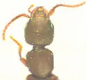 Deroderus tabacinus - photo 2