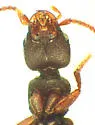 Deroderus tabacinus - photo 4
