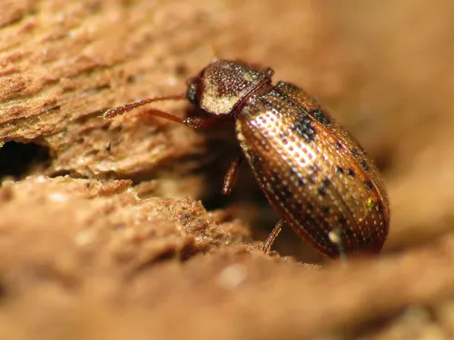 Derodontus esotericus - photo 3