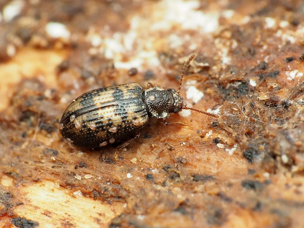 Derodontus maculatus - Derodontus maculatus