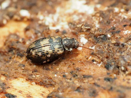 Derodontus maculatus - photo 2