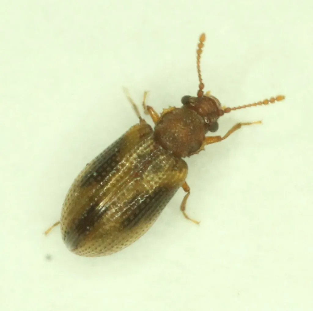 Derodontus trisignatus - photo 2