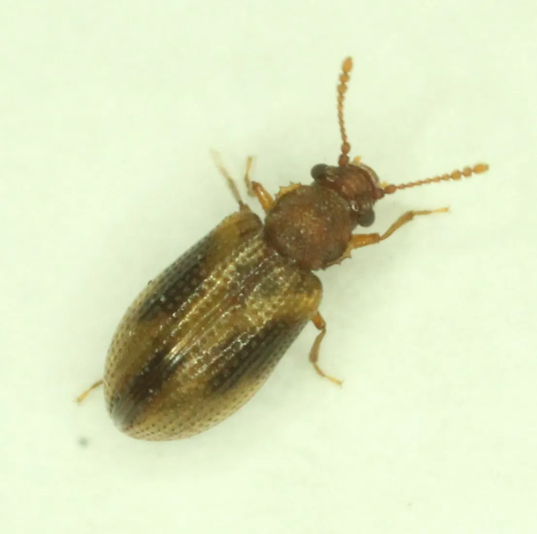 Derodontus trisignatus - photo 3