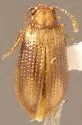 Derodontus unidentatus