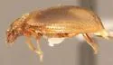 Derodontus unidentatus - photo 2