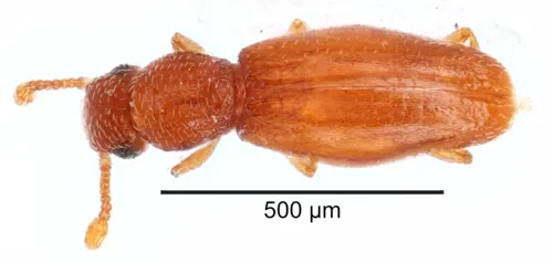 Derolathrus cavernicolus