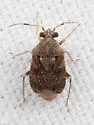 Derophthalma emissitia - photo 4