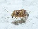 Derophthalma emissitia - photo 5