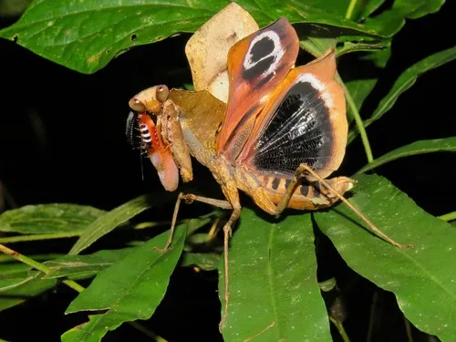 Deroplatyidae - Deroplatyidae