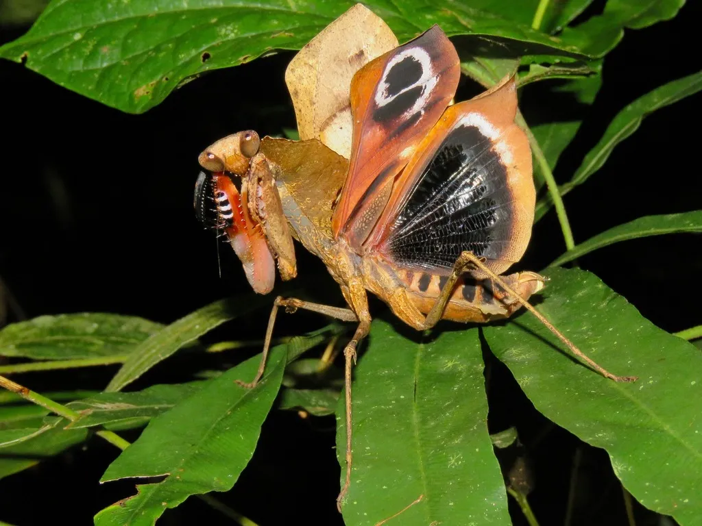 Deroplatyidae - photo 2