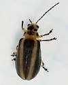 Derospidea brevicollis