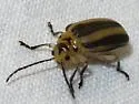 Derospidea brevicollis - photo 2