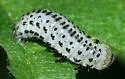 Derospidea brevicollis - photo 3