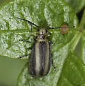 Derospidea brevicollis - photo 4