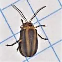 Derospidea brevicollis - photo 5