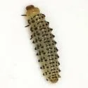 Derospidea ornata - Derospidea ornata
