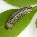 Derospidea ornata - photo 2