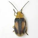 Derospidea ornata - photo 3
