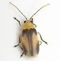 Derospidea ornata - photo 4