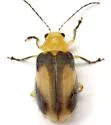 Derospidea ornata - photo 5